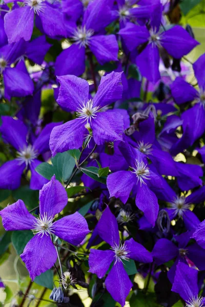 Blommor Fleråriga Vinstockar Klematis Trädgården Växande Klematis Blommande Klematis — Stockfoto