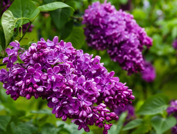 Blooming Lilac Syringa Garden Beautiful Purple Lilac Flowers Natural Background — Stock Photo, Image