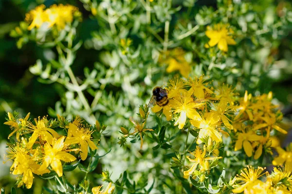 Bumblebee on yellow flowers of St. John\'s wort. Hypericum perforatum, also known as St John\'s wort, is a flowering plant species of the genus Hypericum and a medicinal herb