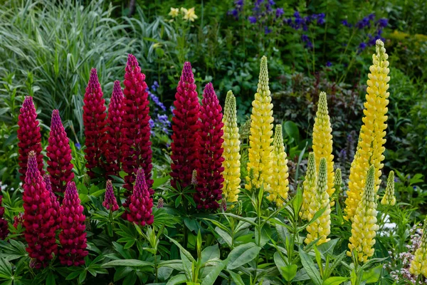 Lupin çiçekleri (Lupinus cinsi) yaz bahçesinde