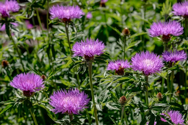 정원의 센타우레아 청색지 라일락 옥수수 Scabiosa 센타우레아 Scabiosa 잔디밭에 — 스톡 사진