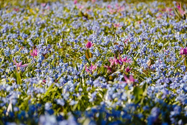 Flowers Erythronium Spring Garden Perennial Herbaceous Bulbous Plant Genus Lily — Stock Photo, Image