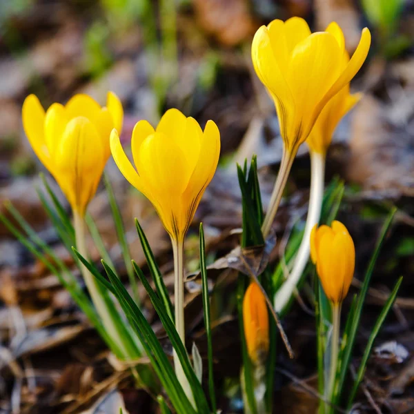 Crocus Plural Crocuses Genus Flowering Plants Iris Family Bunch Crocuses — Stock Photo, Image