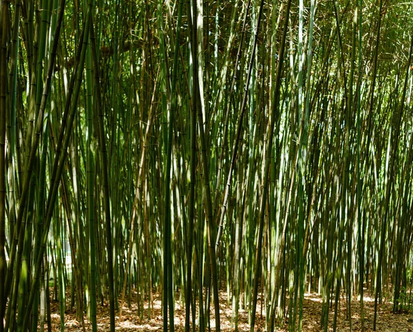 Forêt Bambous Jour — Photo