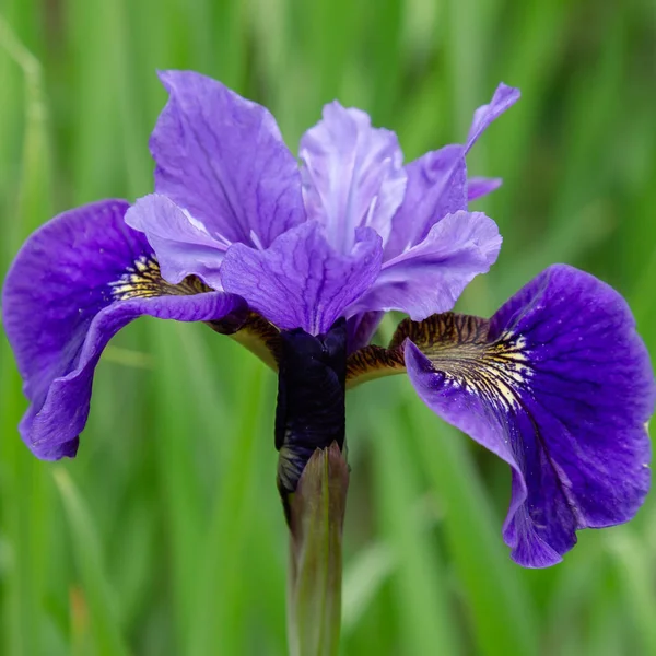 Siberische Iris Bloemen Iris Sibirica Een Groene Achtergrond Tuin — Stockfoto