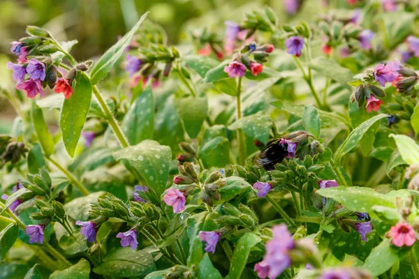 Pulmonaria Lungwort Spring Garden Bumblebee Flowers Lungwort Floral Spring Background — Stock Photo, Image