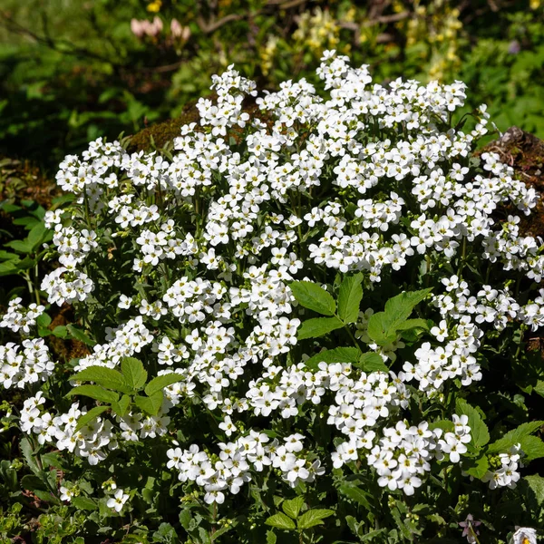 Flowering White Arabis Alpine Hill — Stock Photo, Image