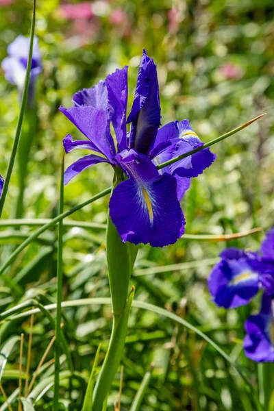 Xiphium Nel Giardino Estivo Xiphium Piante Bulbose Perenni — Foto Stock