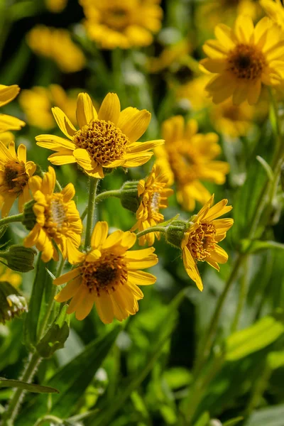 Arnica Zioło Ogrodzie Żółte Kwiaty Arnica Foliosa Rośliny Lecznicze Ogrodzie — Zdjęcie stockowe