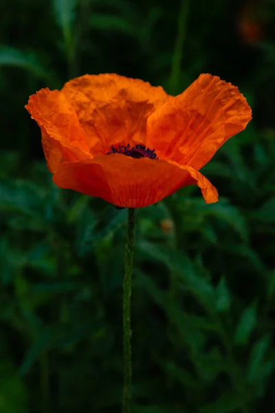 Flor Papoula Vermelha Close — Fotografia de Stock