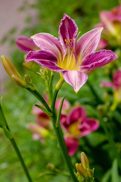 Bahçede Çiçekli Günlükler Yaz Bahçesinde Çiçek Açan Hemerocallis Daylilies Güzel — Stok fotoğraf