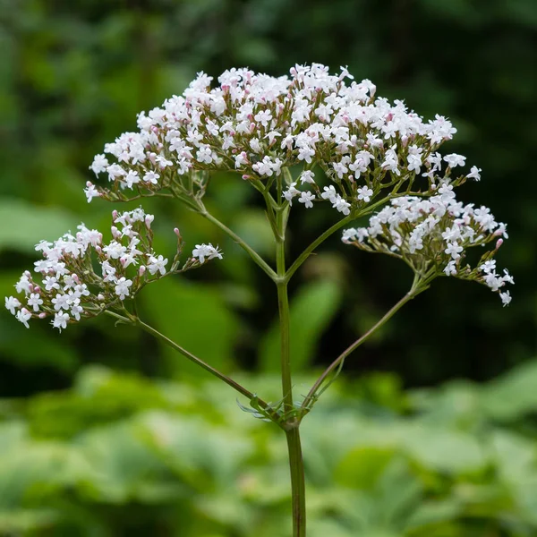 Valeriana officinalis bahçede. Valeriana officinalis çiçekleri. Bahçede şifalı bitkilerin yetiştirilmesi