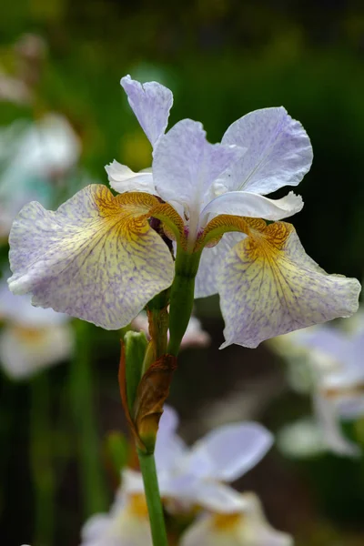 庭の緑の背景にシベリアアイリスの花 アイリスシビリカ — ストック写真