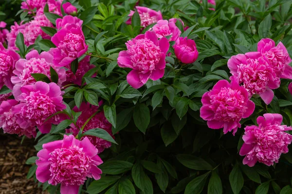 Peonie Fiorite Giardino — Foto Stock