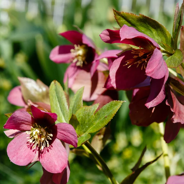 Lenten Rose Helleborus Caucasicus Garden Helleborus Abchasicus Braun Spring Garden — Stock Photo, Image