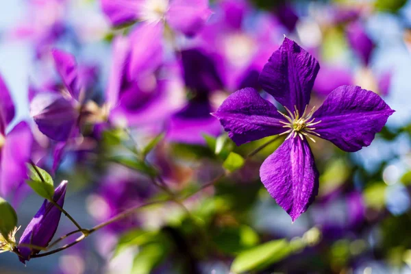 Blommor Fleråriga Vinstockar Klematis Trädgården Växande Klematis Blommande Klematis — Stockfoto