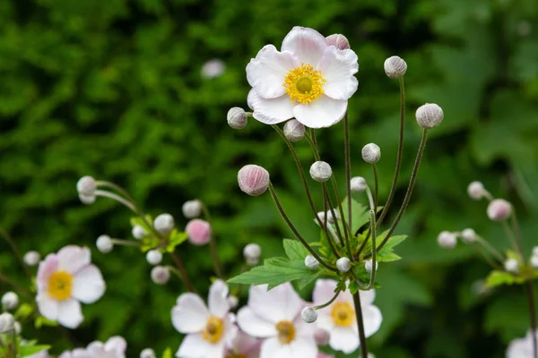 Bumblebees Collect Pollen Flowers Japanese Anemones Anemones Japonica Blossoming Garden — Stock Photo, Image