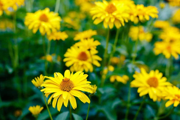 Margaritas Amarillas Macizo Flores Género Plantas Herbáceas Perennes Heliopsis Heliopsis — Foto de Stock