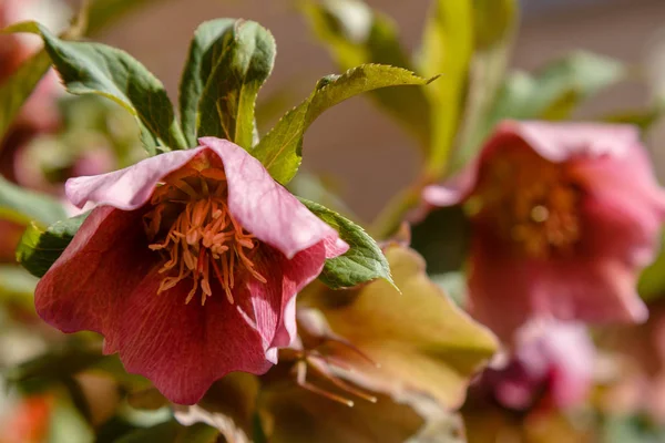 Hellebore Blommar Trädgården — Stockfoto