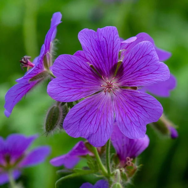 Geranium Pratense Garden — Stock Photo, Image