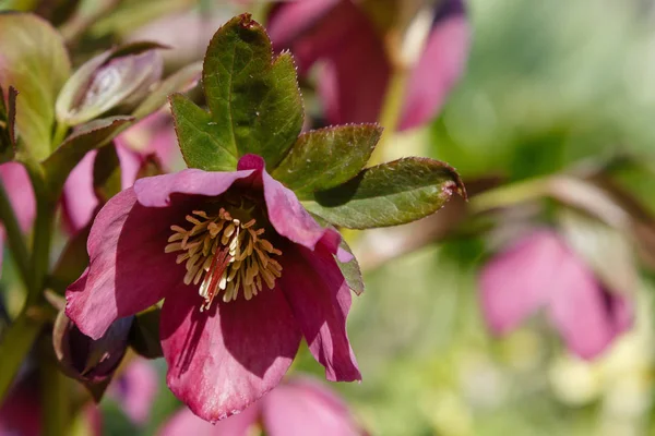 Lenten Rose Helleborus Caucasicus Garden Helleborus Abchasicus Braun Spring Garden — Stock Photo, Image