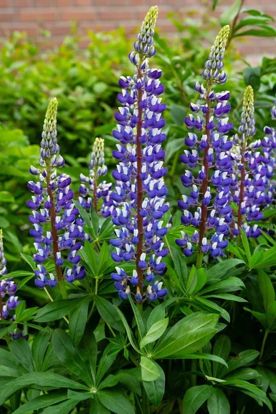 Lupin Çiçekleri Lupinus Cinsi Yaz Bahçesinde — Stok fotoğraf