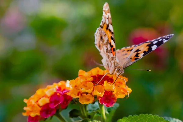 热带植物兰塔纳卡马拉的美丽花朵 明亮的夏季花卉背景 开花兰塔纳卡马拉 — 图库照片