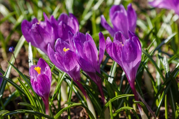 Çiğdem, çoğul crocuses iris ailesinde çiçekli bitkilerin bir cinstir. Bir demet timsah, timsahlarla dolu bir çayır.