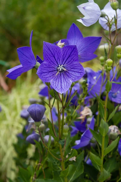 プラチコドンの壮大な花や風船の花 夏の庭のプラチコドンの花 — ストック写真