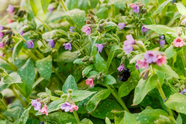 Pulmonaria Lungwort Spring Garden Bumblebee Flowers Lungwort Floral Spring Background — Stock Photo, Image