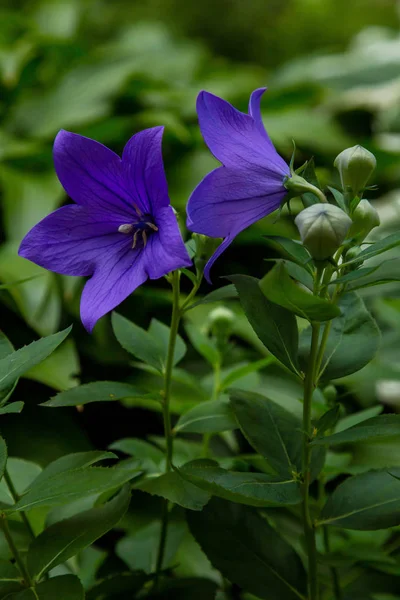 Platycodon Grandiflorus Balloon Flower Purple Blue Flowers Platycodon Summer Garden — Stock Photo, Image