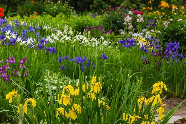 Sibiřské Iris Květy Iris Sibirica Zeleném Pozadí Zahradě — Stock fotografie