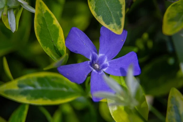 紫色的紫蓝色花的围裙 文卡小 在春天的花园 Vinca 矮小围裙 小围裙 常见的围裙 默特尔 蠕变的美尔特尔 — 图库照片