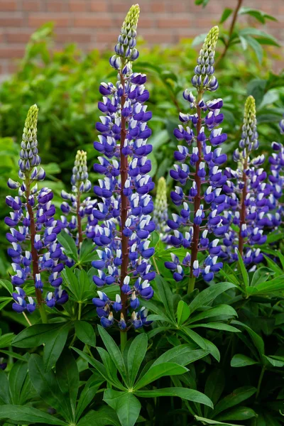 Lupin Çiçekleri Lupinus Cinsi Yaz Bahçesinde — Stok fotoğraf