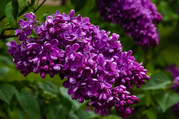 Lila Floreciente Syringa Jardín Hermosas Flores Color Lila Púrpura Sobre — Foto de Stock