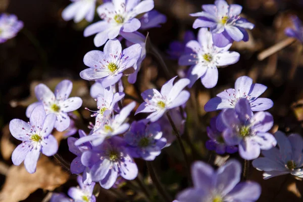 Liverwort (Hepatica nobilis) flowers on a forest floor on sunny afternoon. Spring blue flowers (Hepatica nobilis) in the forest. Blue flowers of Hepatica Nobilis close-up