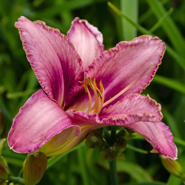 Kwitnienia Liliowców Ogrodzie Kwitnących Hemerocallis Ogrodzie Letnim Piękne Kwiaty Liliowców — Zdjęcie stockowe