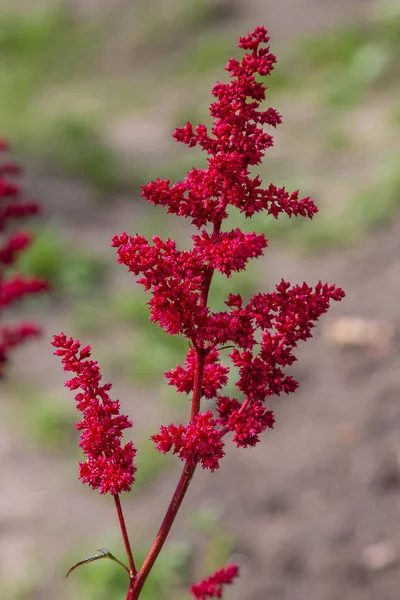 Astilbe Japonês Jardim Falsa Spiraea Salsify Fundo Natural — Fotografia de Stock