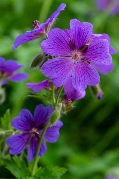 Geranium Pratense Garden — Stock Photo, Image