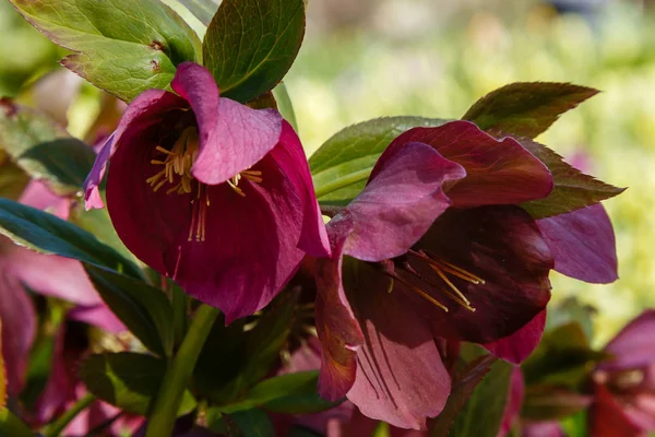 Lenten Rose Helleborus Caucasicus Garden Helleborus Abchasicus Braun Spring Garden — Stock Photo, Image