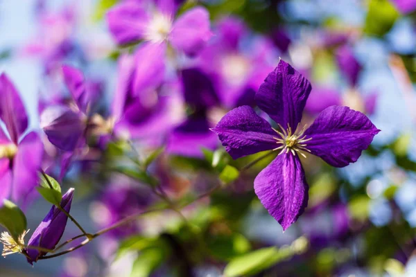 庭のクレマチスの花多年生のブドウ クレマチスが増えてる 開花クレマチス — ストック写真