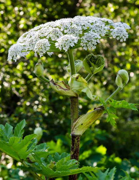 Heracleum Sosnowskyi Apoisonous Plant Commonly Known Giant Hogweed Cartwheel Flower — Stock Photo, Image