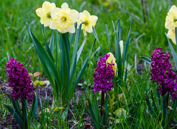 Bahar Bahçesinde Nergis Çiçekleri Narcissus Melezi — Stok fotoğraf