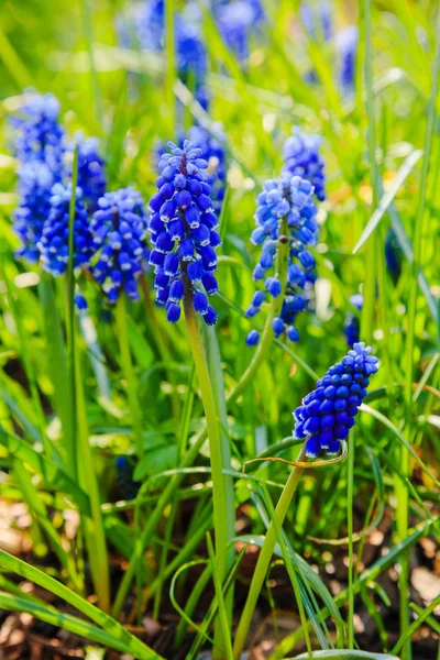 Flores Muscari Muscari Armeniacum Hiacintos Uva Flores Primavera Que Florecen — Foto de Stock