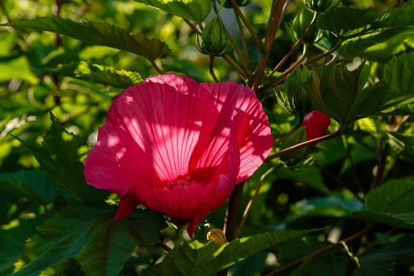 Flor Hibisco Hibiscus Rose Sinensis Jardim Karkade Jardim Tropical — Fotografia de Stock