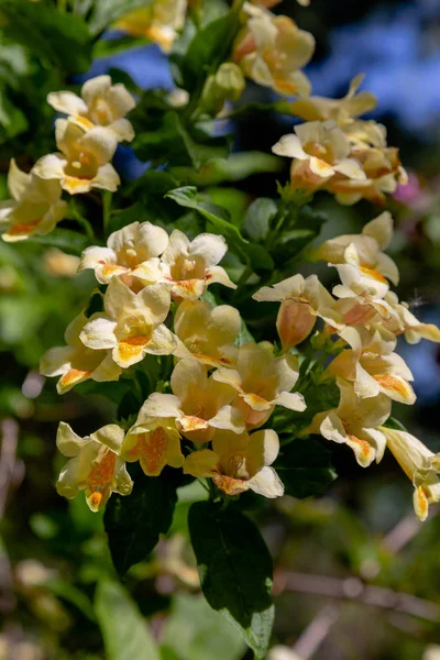 Flowers Weigela Florida Blooming Weigela Weigela Florida Spring Garden Sunny — Stock Photo, Image