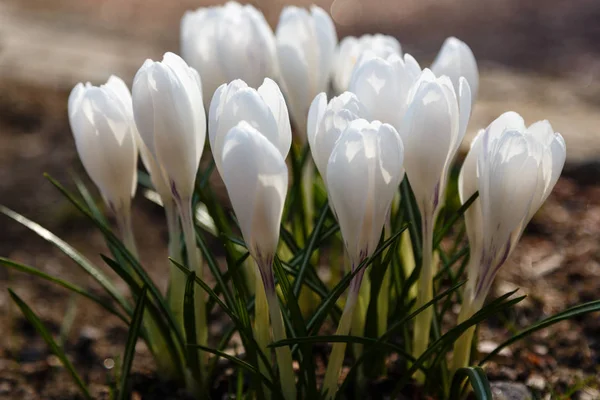 Crocus Género Botânico Pertencente Família Iris Bando Crocos Prado Cheio — Fotografia de Stock