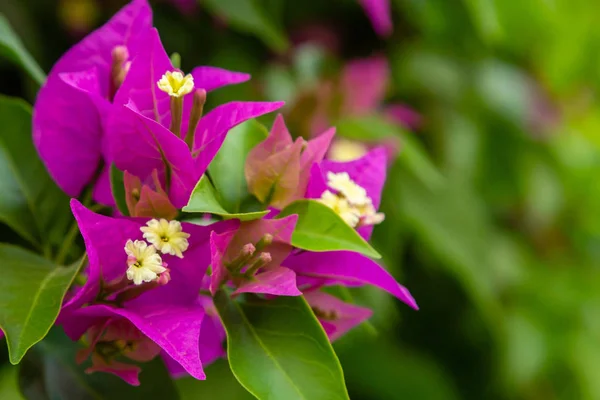 Blooming Bougainvillea Purple Bougainvillea Flowers — Stock Photo, Image