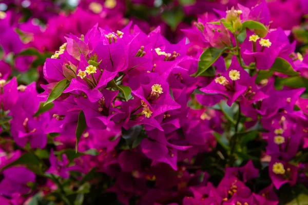 Bougainvillea Florescente Flores Buganvília Roxas — Fotografia de Stock