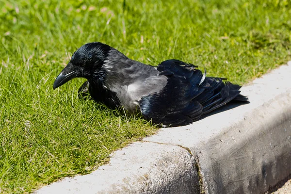 Corvus Cornix Grey Crow Chick Trädgården — Stockfoto